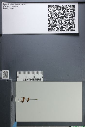 Media type: image;   Entomology 523181